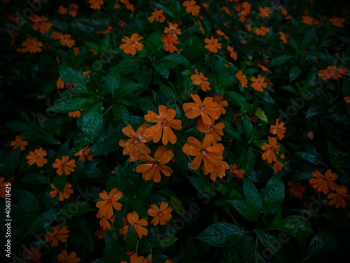 Closeup view of exotic orange jungle cloud rainforest plant flower Impatiens hawkeri in Mindo Ecuador South America photo