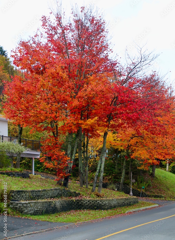 Naklejka premium fall colors in the park