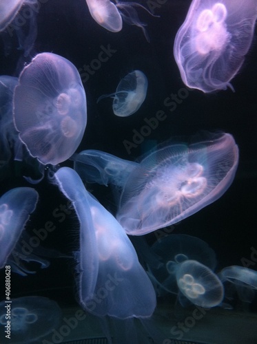 Ghostly Jellyfish © Anne