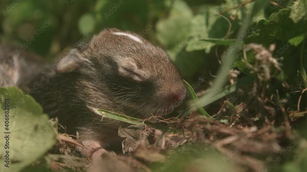 Infant bunny rabbit sleeping in green grass Infant bunny rabbit sleeping in green grass