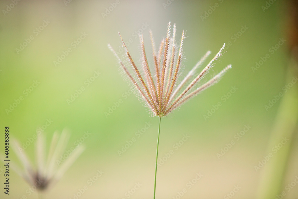 Fototapeta premium close up of grass