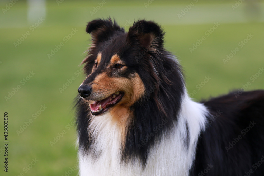 Tri Colour collie head