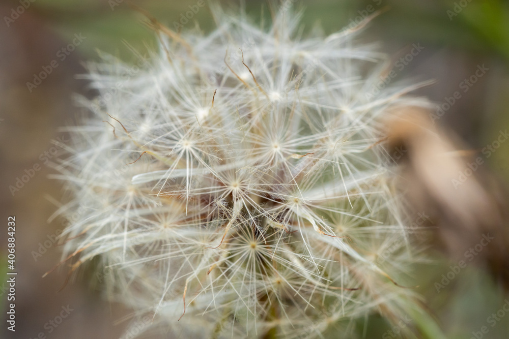 dandelion seed head