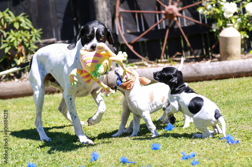 English pointer playing  with toy