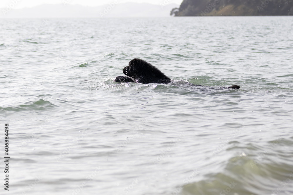 Fototapeta premium Newfoundland at the beach swimming