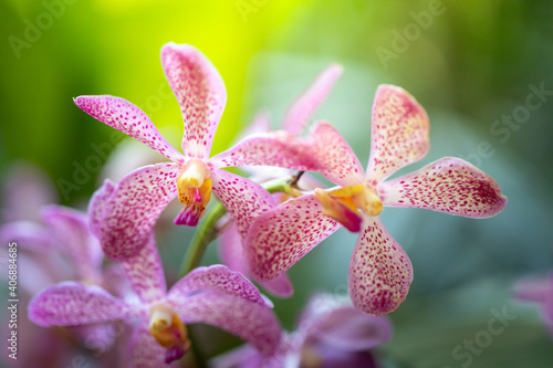 Beautiful blooming orchids in forest