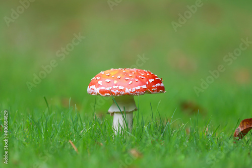 red toadstool 