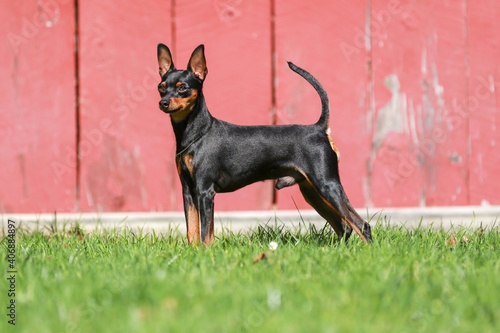 Tableau sur toile miniature pinscher standing