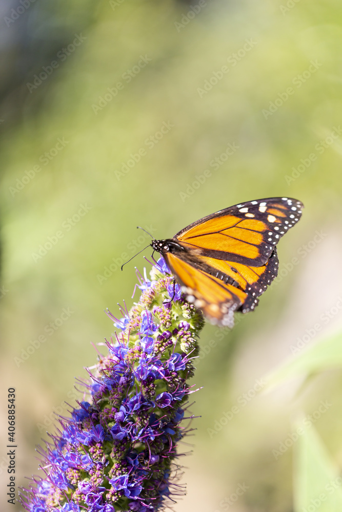 Naklejka premium monarch butterfly on purple flower