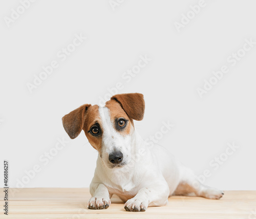 Fototapeta Naklejka Na Ścianę i Meble -  Cute Jack russell dog  in light background.