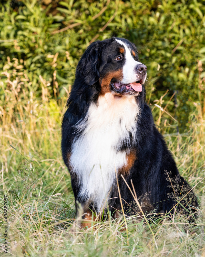 Fototapeta premium bernese Mountain dog sitting 