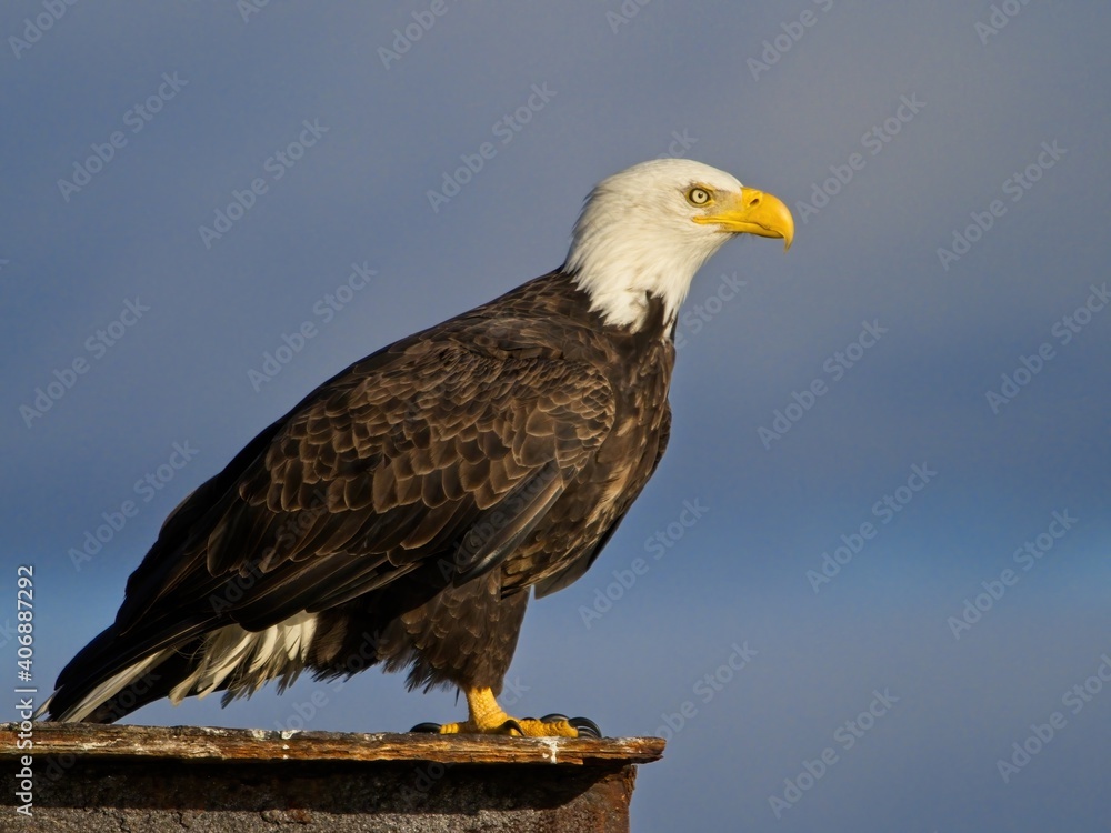 Fototapeta premium Bald eagle perched on Sidney BC coast against blue sky