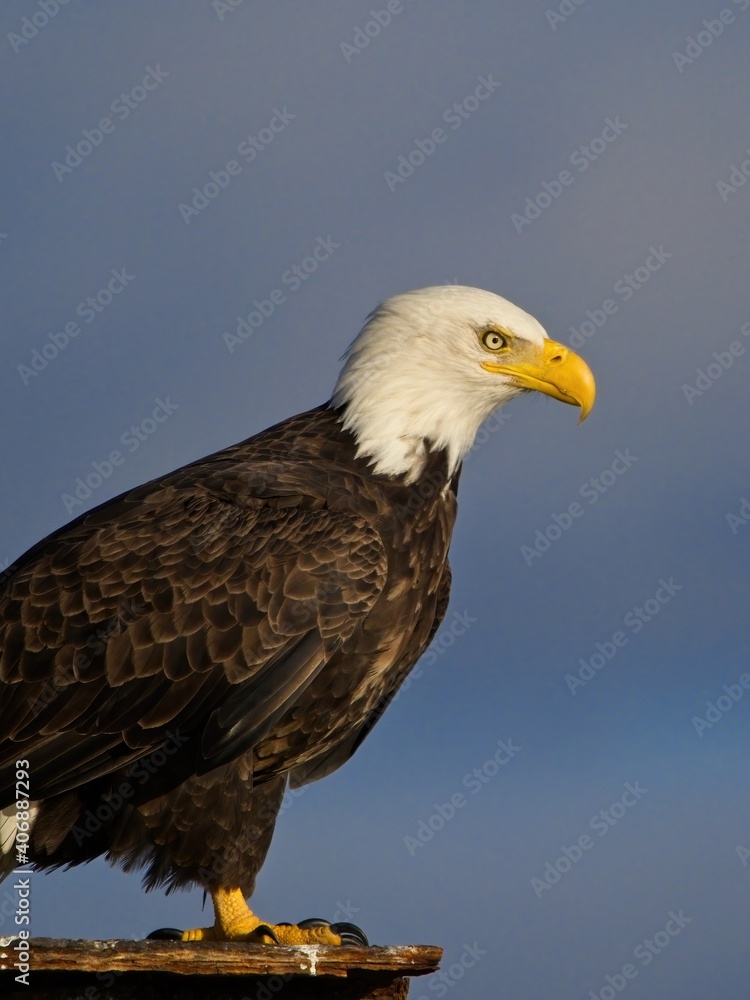 Fototapeta premium Bald eagle perched on Sidney BC coast against blue sky