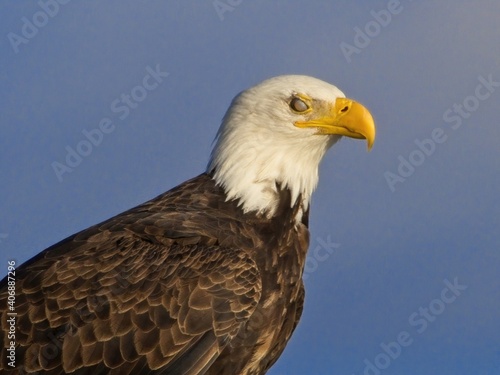 Bald eagle perched on Sidney BC coast against blue sky © pr2is