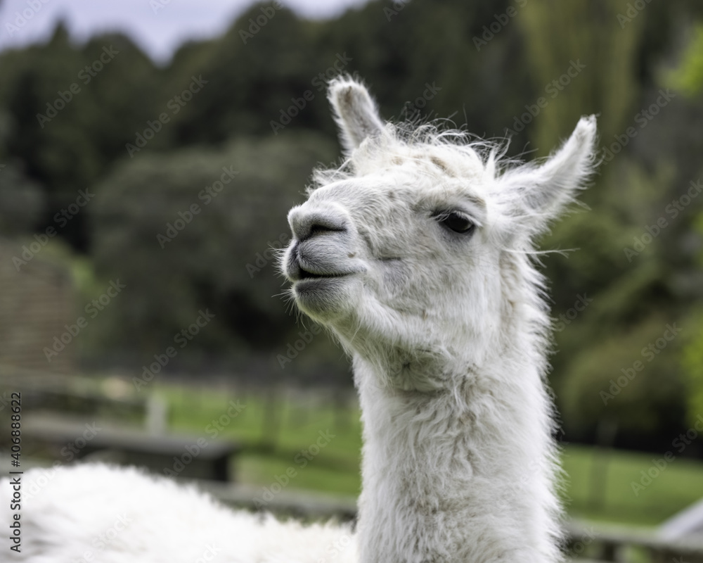 Obraz premium llama head