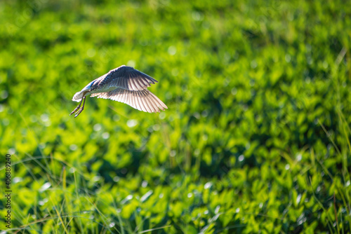 butterfly on the grass