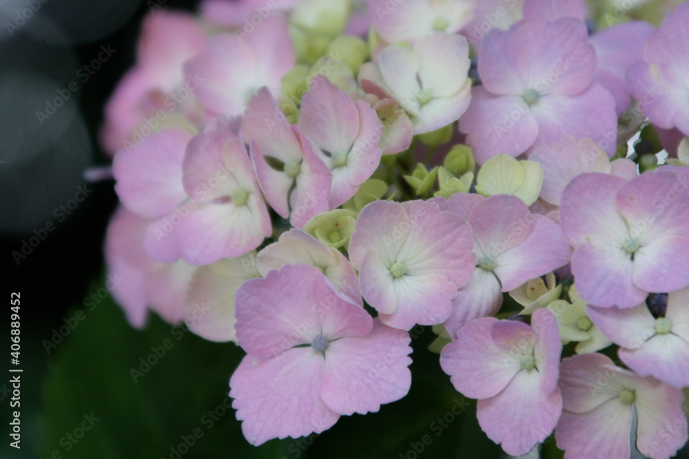 Fototapeta premium ピンク色の紫陽花