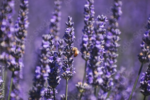 New Zealand, Lavender Farm is just a few minutes from Wanaka. You can enjoy 20 acres of beautiful lavender fields and display gardens there. Purple flowers and flying bees are everywhere around you!