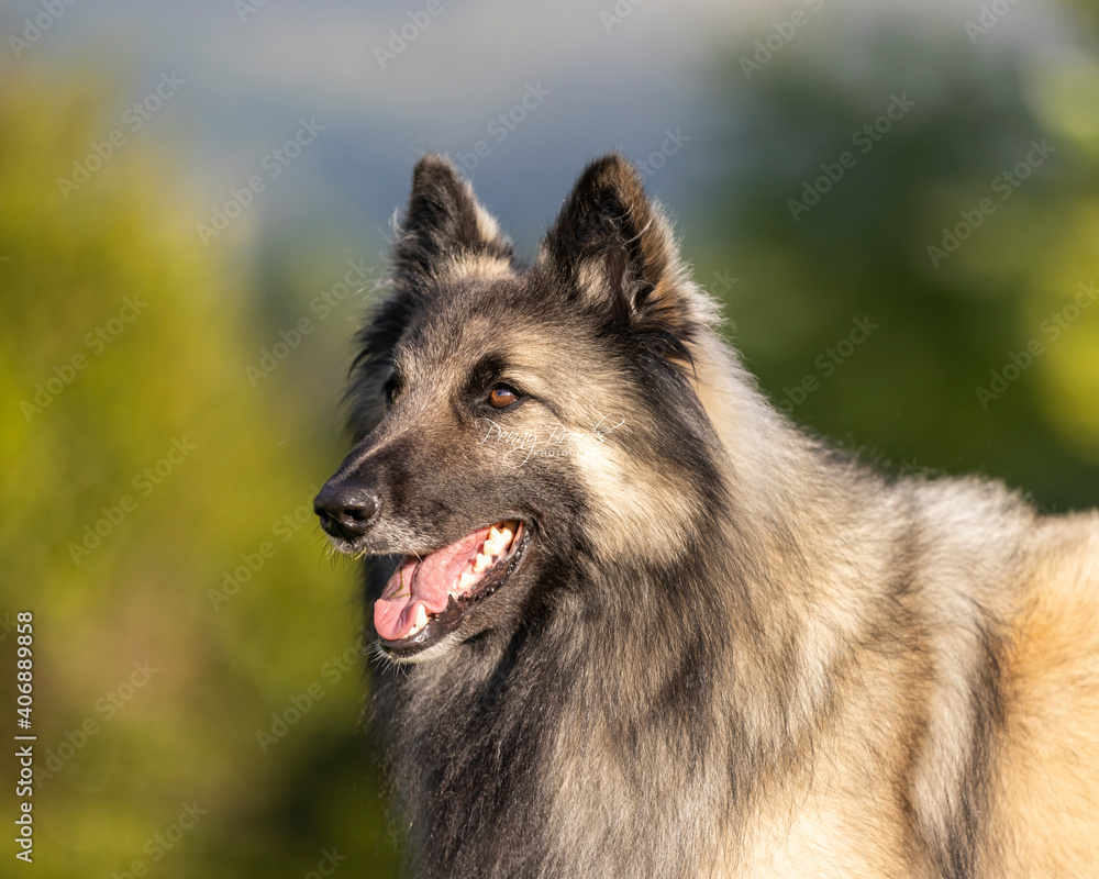 Belgian shepherd terveren head Belgian shepherd terveren head