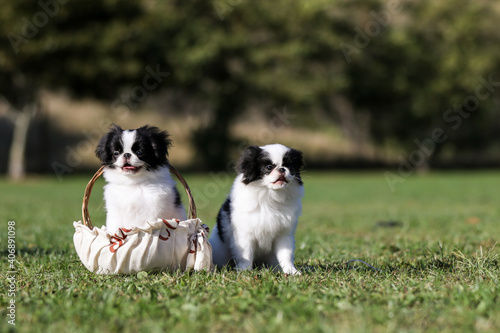 Fotografia, Obraz japanese chin puppy in basket and standing