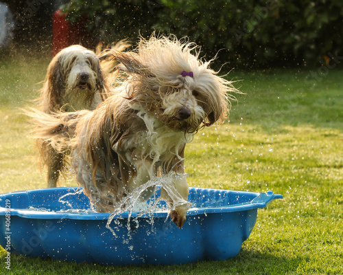 brown bearded collie beardie playing in the water photo