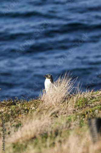 nz yellow eyed penguin 
