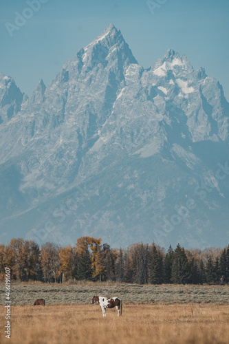 horses and mountain peaks in the teton national park