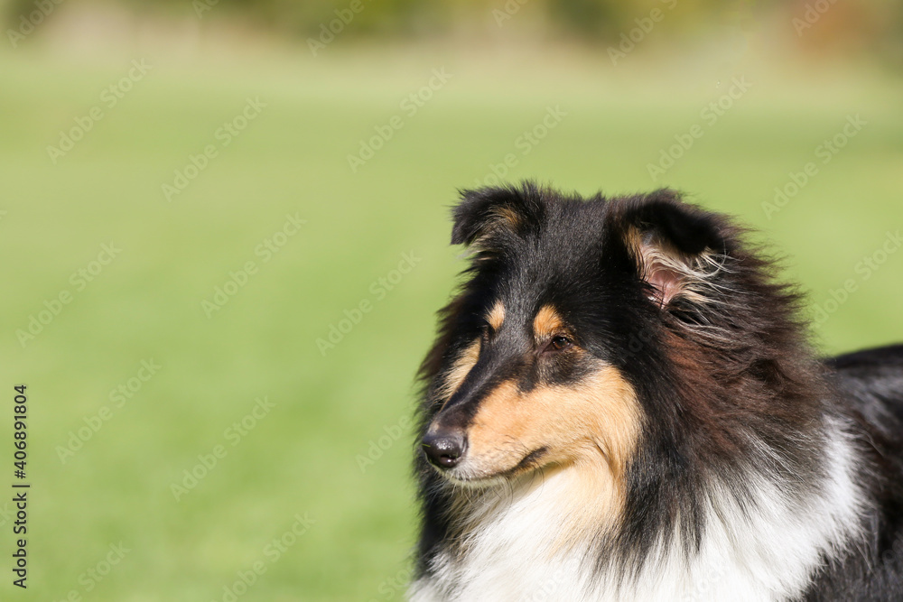 Collie Rough tri colour head