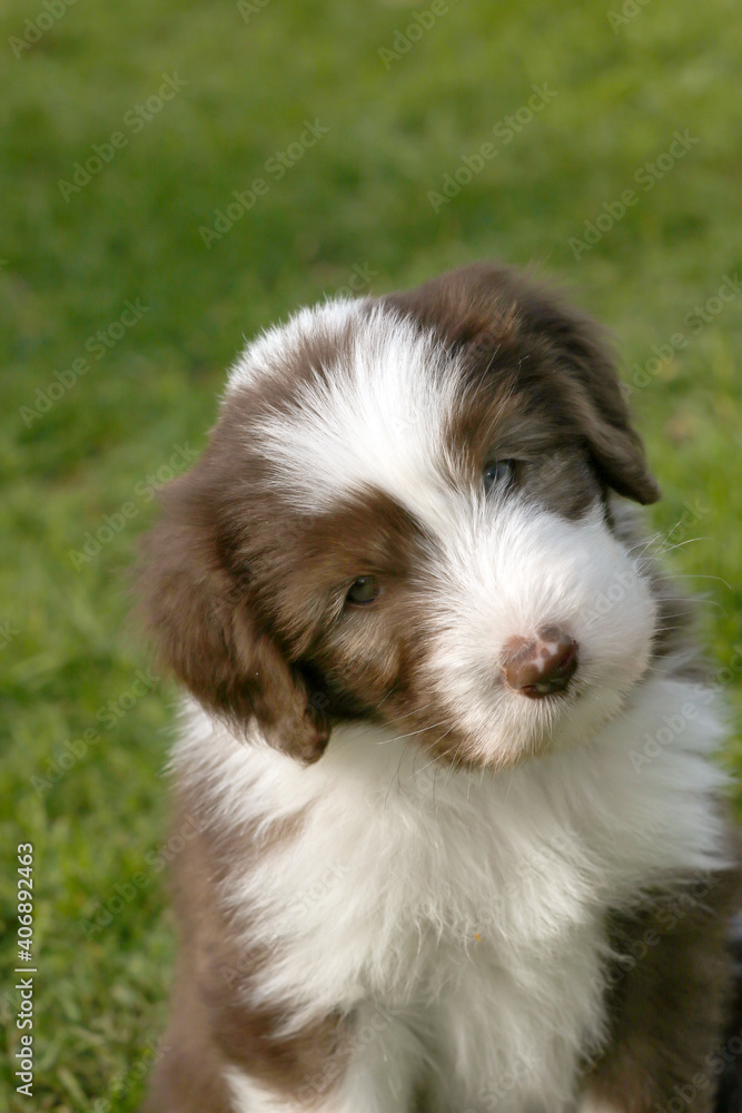  brown bearded collie baby puppy head
