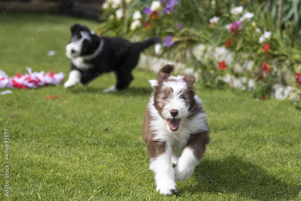 slate and brown bearded collie baby puppy