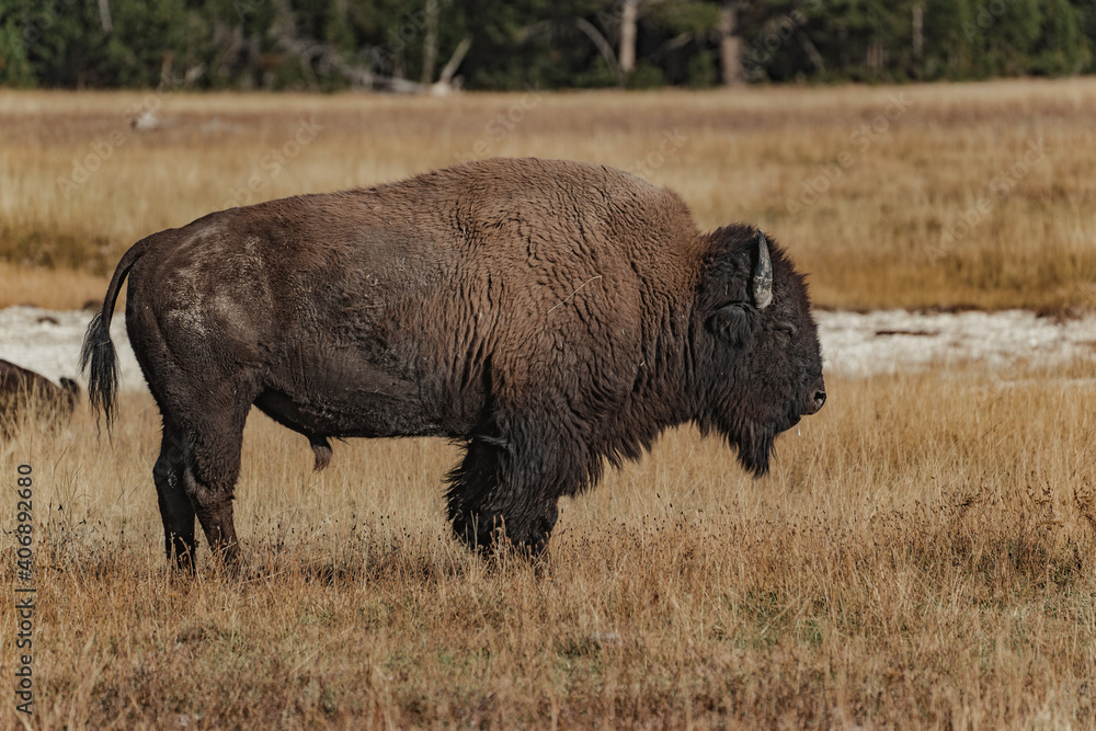 american bisons in the field in yellowstone national park american bisons in the field in yellowstone national park