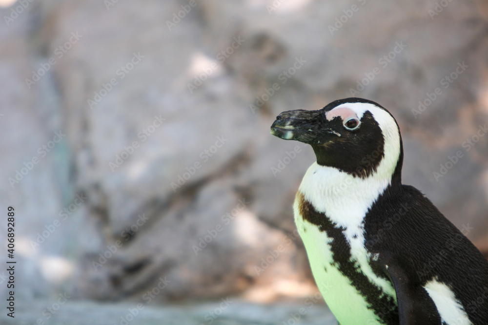 Naklejka premium Penguin