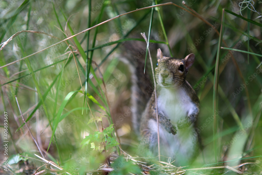 Squirrel on the ground Squirrel on the ground