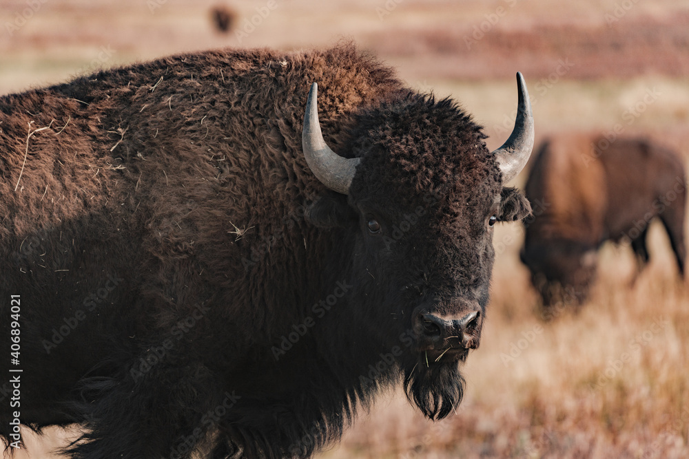 american bisons in the field in yellowstone national park american bisons in the field in yellowstone national park