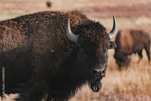 american bisons in the field in yellowstone national park