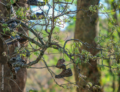 Fototapeta Boots hanging from a tree near the Appalachian Trail