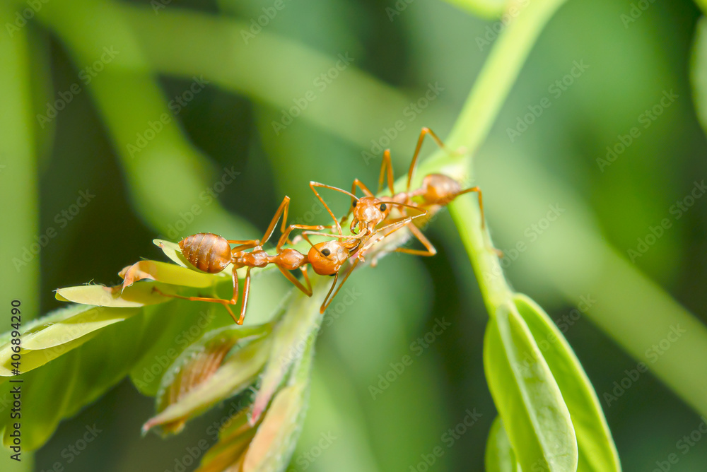 Red ants perched on a branch Red ants perched on a branch