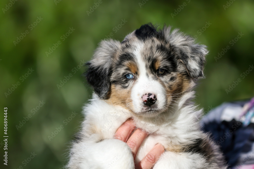 blue merle Australian Shepherd puppy