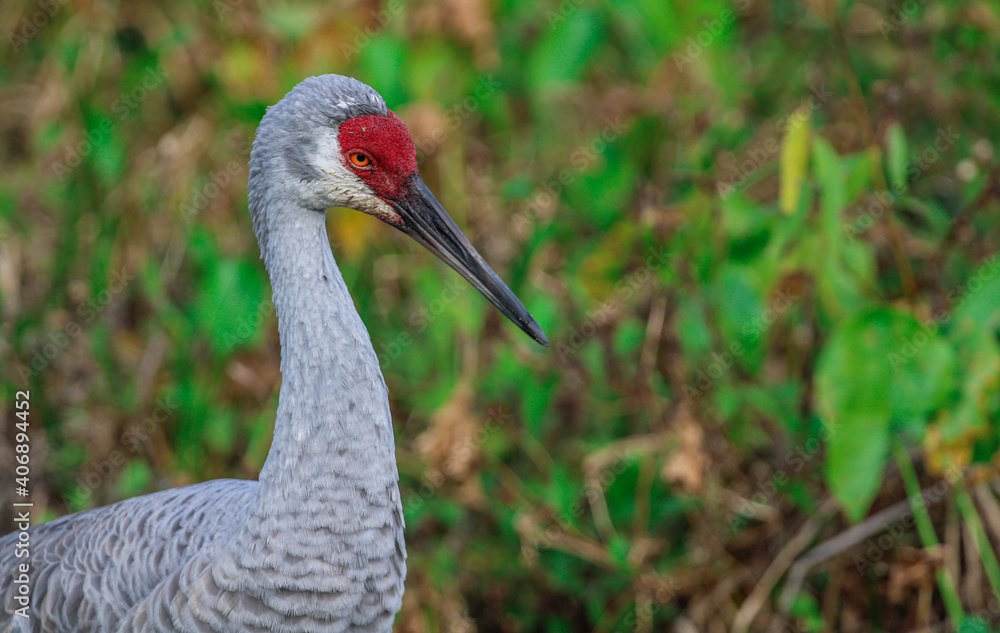 Fototapeta premium Sandhill Crane 