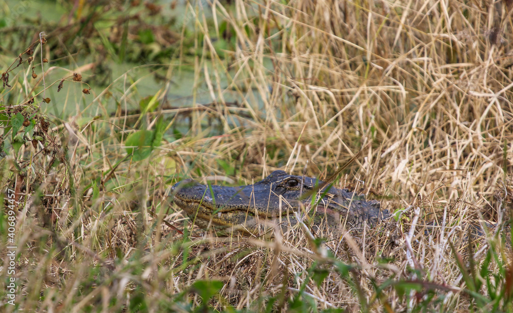 Alligator in the Swamp Alligator in the Swamp