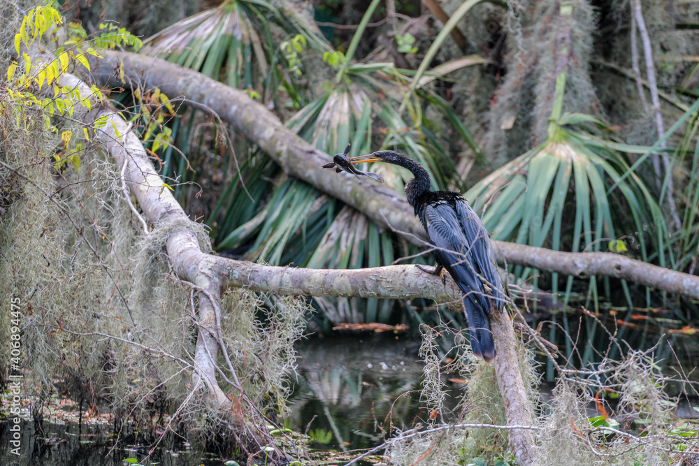 Bird eating a fish in the swamp Bird eating a fish in the swamp