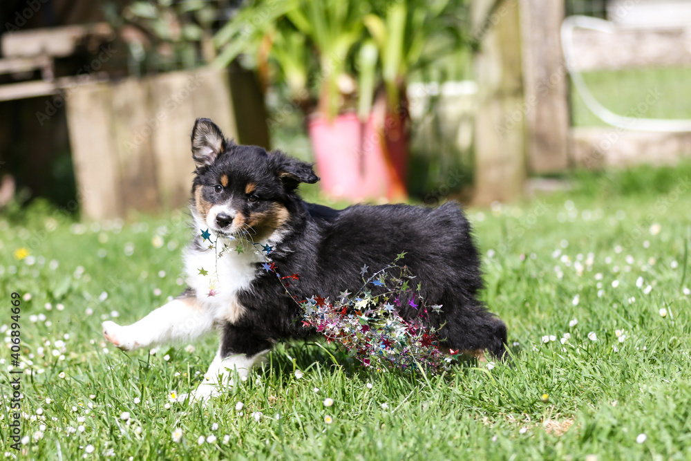 black tri Australian Shepherd with christmas black tri Australian Shepherd with christmas