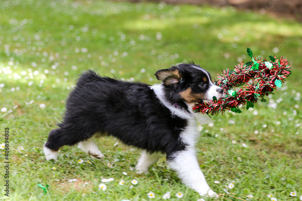 Black tri Australian Shepherd with christmas wreath in mouth