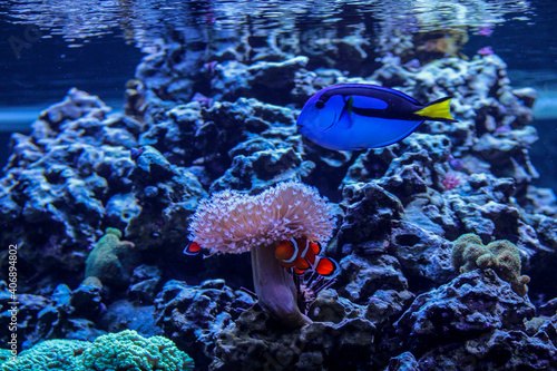 Obraz na plátne Clown Fish and a Blue Tang