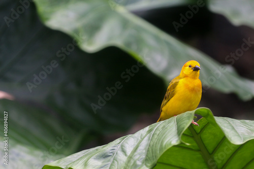 Yellow finch on a leaf 