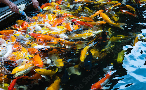 Colorful koi carp fish swimming in the pond.Tourist hand feeding colorful koi carp fishs from bottle in the pond.Water Pets concept.