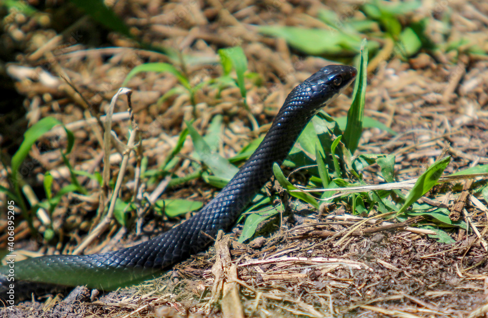 snake in the grass snake in the grass