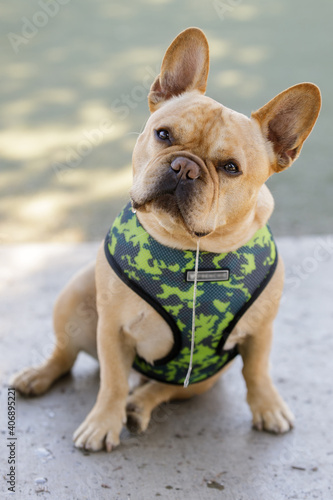 Young Frenchie Male Sitting Head Tilted and Slobbering. Off-leash dog park in Northern California. © Yuval Helfman