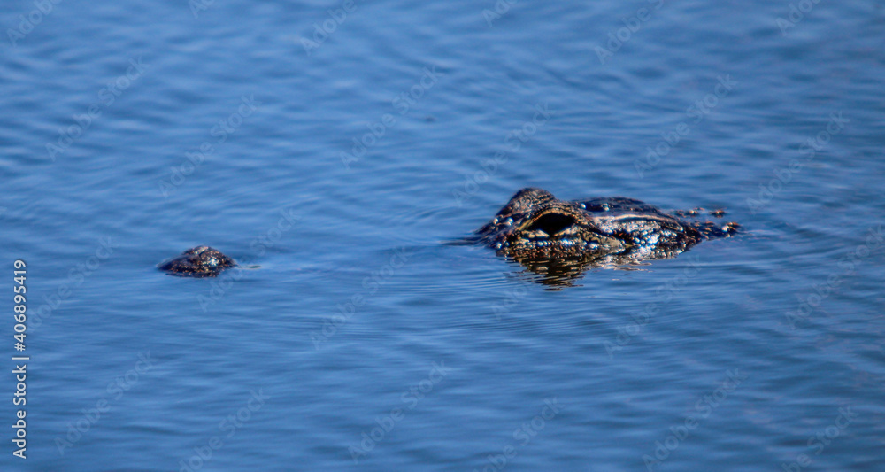 Fototapeta premium Alligator swimming in the water