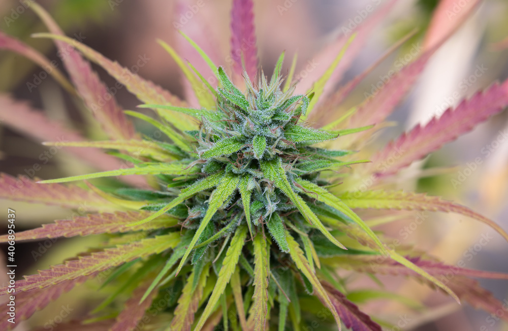 Beautiful marijuana plant growth in the indoor farm.Cannabis commercial growing in the greenhouse.Natural plant herb pharmaceutical production for alternative medicine concept. Beautiful marijuana plant growth in the indoor farm.Cannabis commercial growing in the greenhouse.Natural plant herb pharmaceutical production for alternative medicine concept.